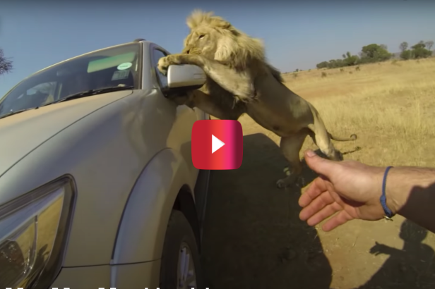 Lion Attacks Car With People Still Inside