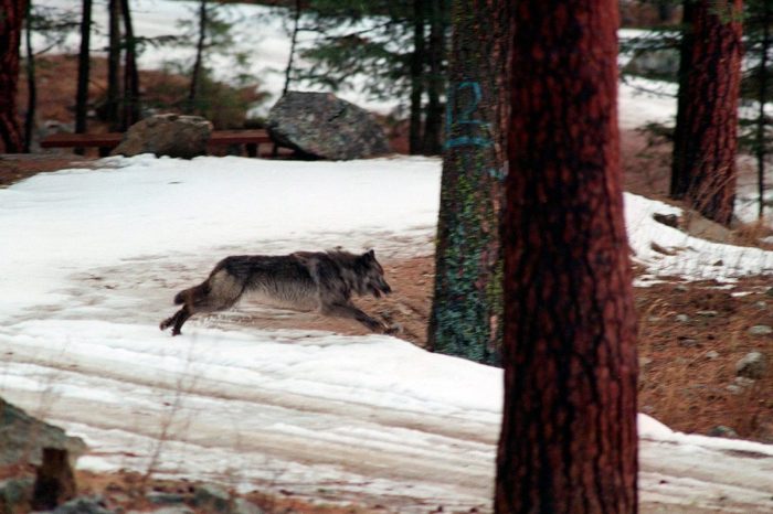 Wolves Scare Deer From Roads and Reduce Dangerous Crashes, Study Finds