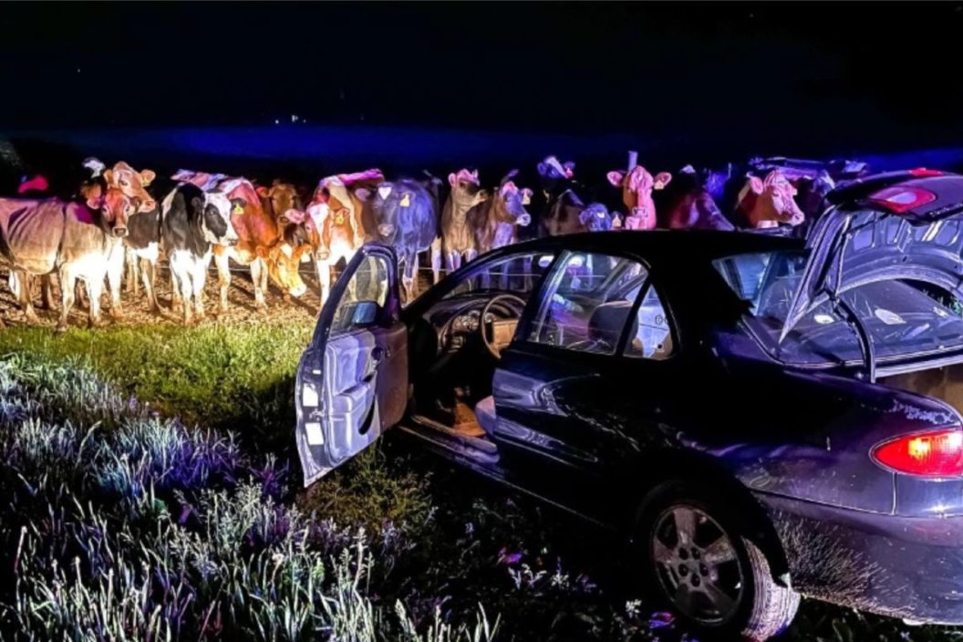 cows surround car after chase