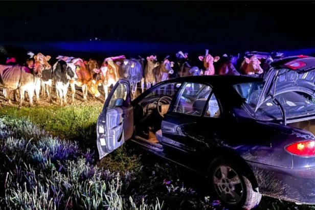 One Driver Led Police on a 13-Mile Chase, But This Herd of Cows Saved the Day