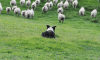 dog herding sheep