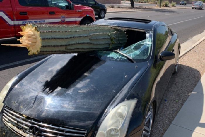 Driver Is Miraculously Unharmed After Cactus Crashes Through His Car Windshield