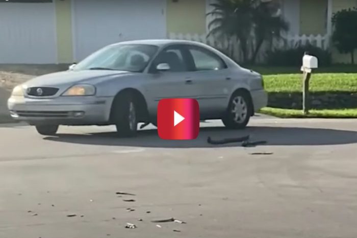 Dog Accidentally Puts Car in Reverse and Drives in Circles for an Hour