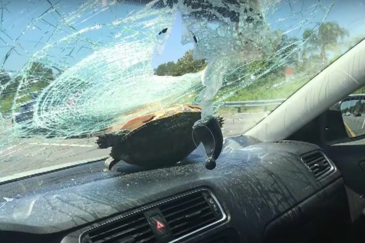 turtle crashes through car windshield