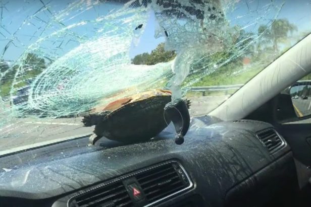 Turtle Flies Through Car Windshield and Hits Woman in the Head