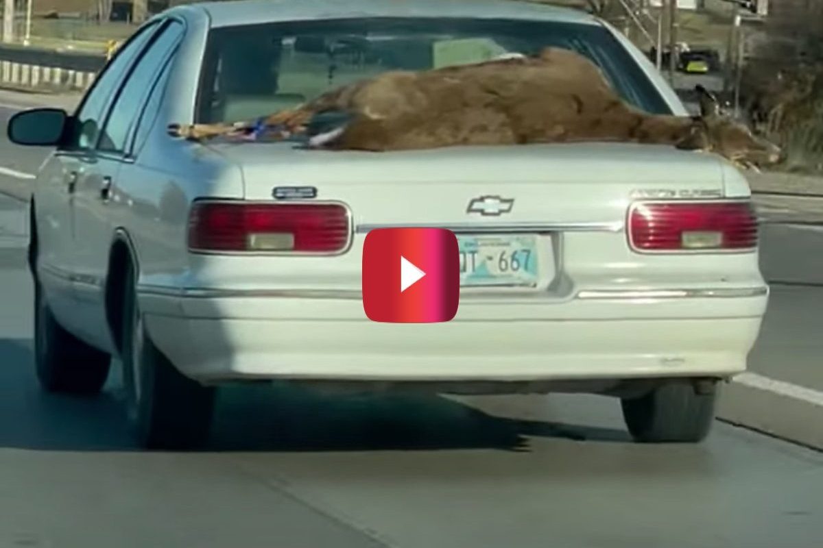 deer carried on top of car trunk